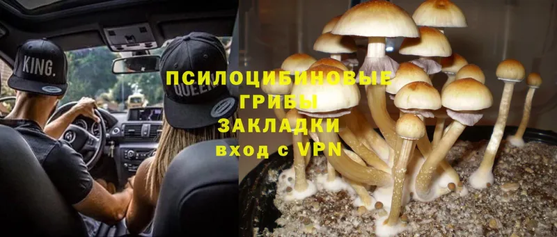 MEGA tor  Микунь  Псилоцибиновые грибы Psilocybe 